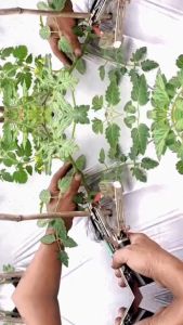 KNIFEZER Alat Pita lakban staples ranting pengikat Batang cabe tomat lanjaran Tanaman VK20