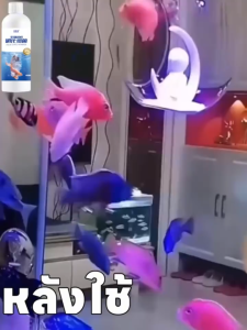 ปลาสระน้ำขนาดใหญ่จุลินทรีย์ปลาบ่อจุลินทรีย์จุลินทรีย์ปรับความชัดเจนของน้ำละลายอุจจาระ และกำจัดกลิ่นไม่ดีครีมนวดน้ำปลาบ่อเสริมแร่ธาตุ และเอนไซม์น้ำครีมนวดผมปลาบ่อจุลินทรีย์ปลาบ่อน้ำแร่ธาตุพิเศษสัตว์น้ำจุลินทรีย์ 10 ปีโดยไม่ต้องเปลี่ยนน้ำ