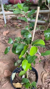 Cây Táo Thái Siêu Trái - Quả To - Tổng thể tầm 40-50 cm - Thuần trồng chậu!