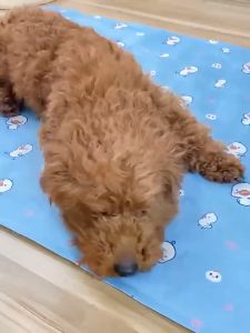 Lovinland Summer Must-Have Pet Ice Sleeping Pad kucing kusyen kalis air anjing penyejukan Mat untuk Sofa luar kartun Cool Mat Gel lembut Mat bernafas Pet Crate Pad mudah alih boleh dibasuh melegakan haba