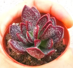 Echeveria Madiba Succulent 3cm Without Pot 马帝巴/ 饺子皮