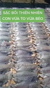 KHÔ CÁ SẶC BỔI 500gr KHÔ CÁ SẠC LẠC  LOẠI 1 ( chỉ 8-7 CON /KG) ĐẶC SẢN MINH TRIẾT CÀ MAU