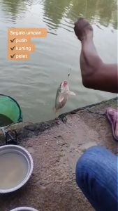 Aquatic Essen Ikan Mas Mancing Kilo Gebrus Harian Lomba Induk/Babon & Ikan Rame #Juara 1 Original Isi 30ml