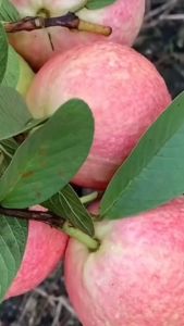 1 CÂY ỔI RUBY HỒNG ĐÀO RUBY GIỐNG MỚI. vỏ đỏ ruột đỏ