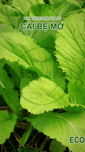 [EcoSeeds] Combo 2 Gói Hạt Giống Cải Bẹ Mỡ (Cải Bẹ Xanh Mỡ) Nông Hưng Phú - Chịu Nhiệt - Gói 20g