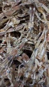 250GR khô nhái đặc sản vũ nữ chân dài ---Đại Ngư