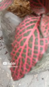 tanaman hias daun fittonia merah promo murah