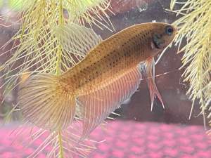 อีสานลูกช้อน ไซส์ขุน