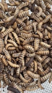 Black Soldier Fly Larvae pet food