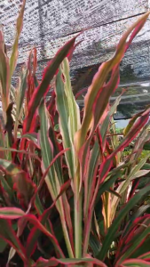 ต้นหมากหางหงส์ ต้นหมากผู้หมากเมีย หมากสี ต้นไม้มงคล