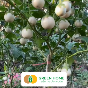 Hạt Giống Cà Pháo Trắng GreenHome Gói 05g~100 hạt Dễ Trồng Quanh Năm Năng Suất Cao T44