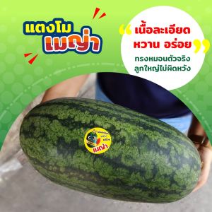 เมล็ดพันธุ์แตงโม เมญ่า ตราเจียไต๋ 40-60กรัม และ2-4กรัม Watermelon ราคาที่พิเศษ 50% สำหรับปกติและการเป็นแพลตฟอร์มอื่น ๆ