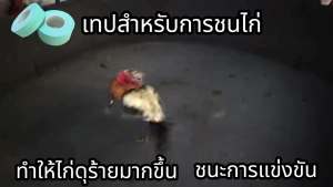เทปพันตอไก่ชน สั่ง 1 ได้ 10 30เมตรต่อม้วน สำหรับไก่ชน และ ไก่สวยงามชนิดทุกชนิด เทปพันตอไก่ ใช้ซ้อมไก่ ลดการบาดเจ็บ เทปพันไก่ชน รักษาตีนที่บาดเจ็บอย่างรวดเร็ว อุปกรณ์ไก่ชน นวมแข้งไก่