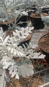 Tanaman Silver Plant & Dusty Miller: Tips Perawatan & Dekorasi Taman