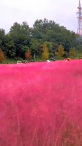 Hạt giống cỏ hồng - dễ trồng và tỉ lệ nảy mầm cao - Gói 100hạt