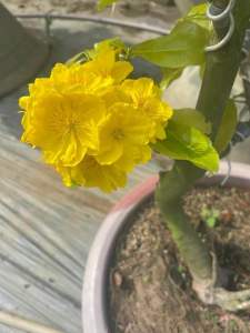 Hoa Mai Dảo Như Ý_cây ghép