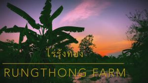 ข้าวตรา รุ้งทอง ข้าวใหม่ต้นฤดู ข้าวหอมมะลิ พันธุ์ดอกมะลิ 105 แท้100%  ข้าวพันธุ์ส่งออก รางวัลชนะเลิศระดับโลกปี 2564 ส่งตรงจากชาวนา ขนาด 1 กิโลกรัม