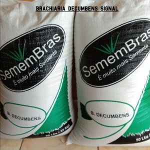 Rumput Signal (brachiaria decumbens) 25kg-benih rumput penghijauan lahan-rumput signal grass-rumput pakan ternak