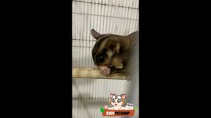 DJEVPETSHOP Bapau Mini Hamster Treats Biskuit Bapao Sugar Glider Isi 20