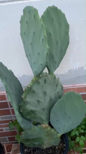 Opuntia Old Mexico โอพันเทียโอลเม็กซิโก ใบตัดสดโอพันเทียทานผลได้ใบใหญ่สวยงามมาก ปลูกเป็นไม้ประดับตกแต่งบ้านและสวน คาเฟ่/ร้านอาหาร/ปั้มนำ้มัน ขนาดใบใหญ่ 25-30 CM สวยมันวาวมากๆ