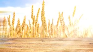 Healyn Canxi Gold 400g Milk for Osteoporosis and Arthritis