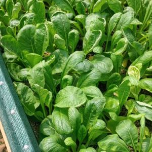 ORGANIC VEGETABLE - White Radish / Daikon Lobak Putih 白萝卜 (±200g/pkt) Freshly harvested from local farm