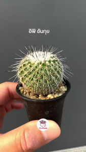 อิพิอังกุย Epithelantha unguispina กระบองเพชร แคคตัส ไม้อวบน้ำ cactus&succulent