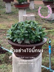 ชวนชม อราTGบิ๊กนง กระถาง6นิ้ว ถอนส่ง