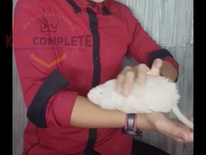 Alat Sulap Tikus Mouse Doll Magic Mainan Sulap Tikus