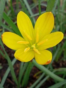 บัวดิน Z. Citrina ชุด 5 หัว