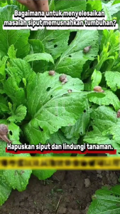 Tiada siput dalam 10000 meter Pembunuh Siput Racun SIPUT (Esaro) 100g metaldehyde SNAIL Killer Ubat Siput lintah bulan Chemical Poison Pellets