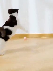Smart Cat Toys Automatic Rolling Ball Electric Cat Toys Interactive For Cats Training Self-moving Kitten Toys Pet