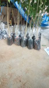 ต้นกล้าไม้ยมหอม ขนาด 20-30เซนติเมตร