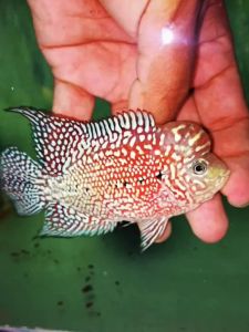 Flowerhorn king kamfa f2 male fish 泰国金花f2 pellet trained