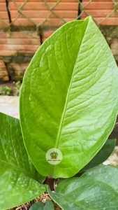 Cây Thần Tài - Chiều cao tổng tầm 20-30 cm - Kiểng lá sang trọng!