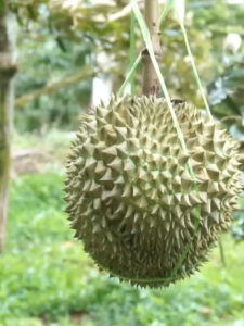 เซียนไม้ผลโปรซื้อ 1 ลิตรแถม 1 ลิตร  ฮอร์โมนฉีดพ่นทางใบ ใบเขียวเข้ม ติดดอกดี ออกผลดก สีผลสด ผลโตจัมโบ้ สามารถฉีดพ่นไม้ผลได้ทุกชนิด