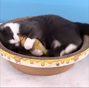 Bàn Cào Móng Cho MèoBàn Cào Móng Kiêm Ổ Đệm Cho Mèo Đường Kính 30 40 45cm