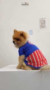 Captain America - Kostum Kucing dan Kostum Anjing POMAPOO Premium Berkualitas