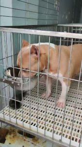 All Stainless Hanging Dog Bowl / Dog Feeder XXL 26CM