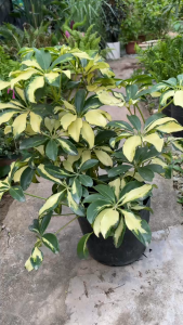 Cây ngũ da bì cẩm thạch dễ sống trồng ban công sân vườn cây dễ chăm sóc ít sâu bệnh cây đuổi muỗi cây ngũ da bì vàng