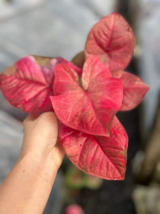 บอนสีราคาถูก ลูกไม้เมล็ด ถ.4 | Lazada.co.th