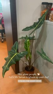 TKL - Big Size Colocasia Black Coral/Wentii/Illustris/Sarian 稀有黑珊瑚象耳芋/温蒂/错觉象耳芋/萨利安海芋