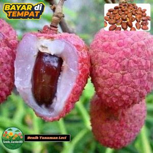 4 BUTIR BIJI/BENIH TANAMAN BUAH LECI | LYCHEE FRUIT