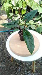 อโลคาเซีย สคัลปรัม (Alocasia Scalprum)ไม้เนื้อเยื่อ อนุบาลแล้วเลือกได้ตามรูป พร้อมส่ง