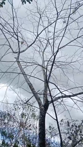 Hexazinone Herbicide – Tree & Bamboo Root Removal