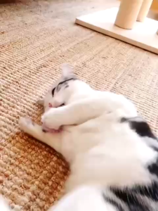 Bóng đồ chơi cho mèo FOFOS Đồ chơi Banh tròn cho mèo Chứa catnip Chuông leng keng Tạo hình đáng yêu An toàn Bền bỉ