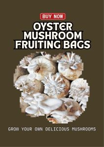 Big Jumbo Size  Oyster mushroom Fruiting  Bag