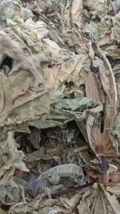 Daun Jarak Pagar Kering / Obat Herbal Daun Jarak Pagar Kering Alami