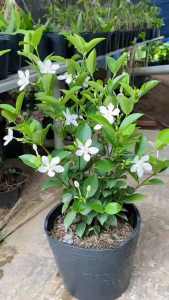 Cây Mai Chỉ Thiên - Tổng thể tầm 40-50 cm - Chịu nắng tốt - đang Hoa hoặc sắp cho hoa!