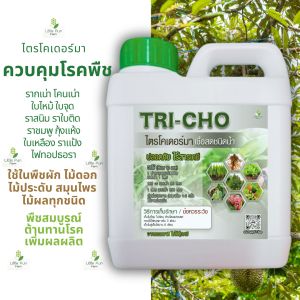 ไตรโคเดอร์มา เชื้อสด ชนิดน้ำ ขนาด 1 ลิตร ควบคุมโรค เชื้อรา ราก โคนเน่า ใบหงิก แคงเกอร ใบจุด ชีวภาพ ไม้ ด่าง Trichoderma ไตรโคเดอร์ม่า